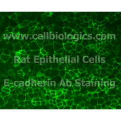 Aged Mouse Pancreatic Epithelial Cells